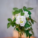 Elena 4*